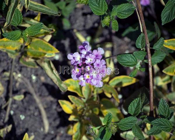 Purple Trailing Lantana