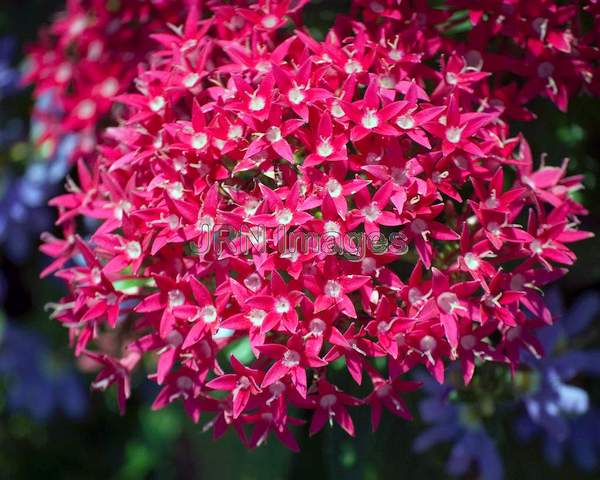 Egyptian Star Cluster