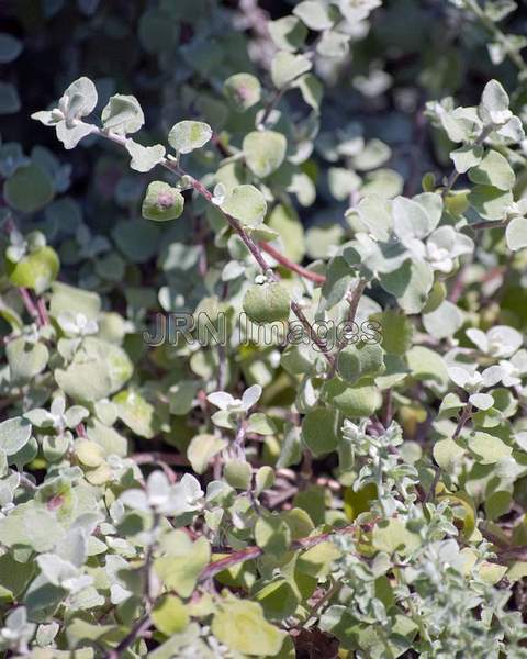 Licorce Plant