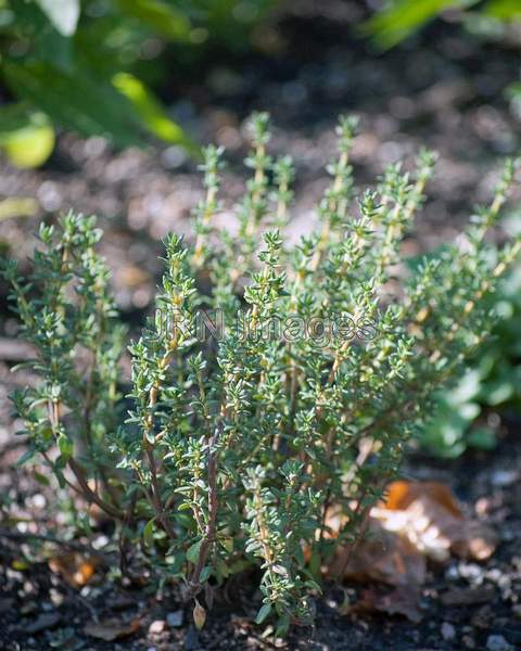 Thyme