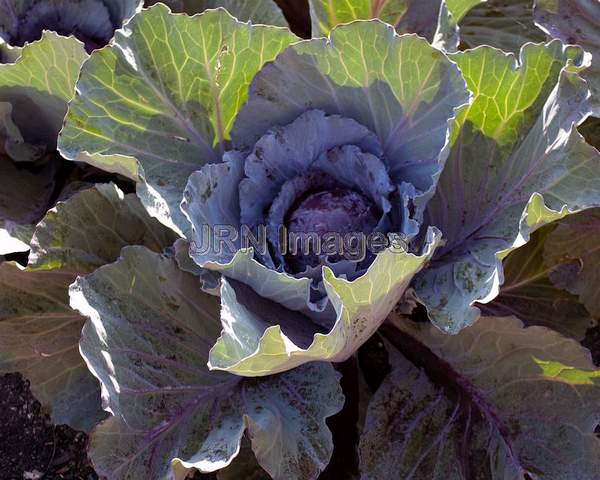 Red Cabbage