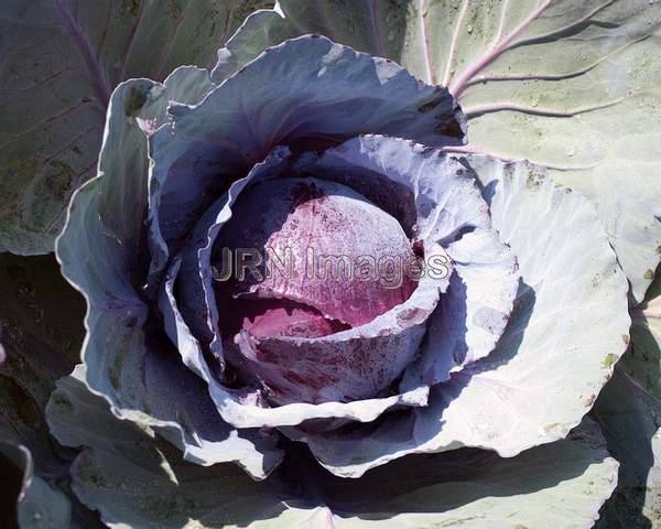 Red Cabbage