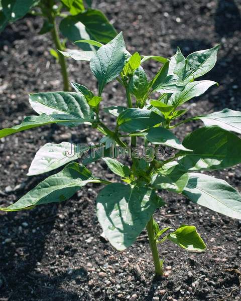 Sweet Bell Pepper