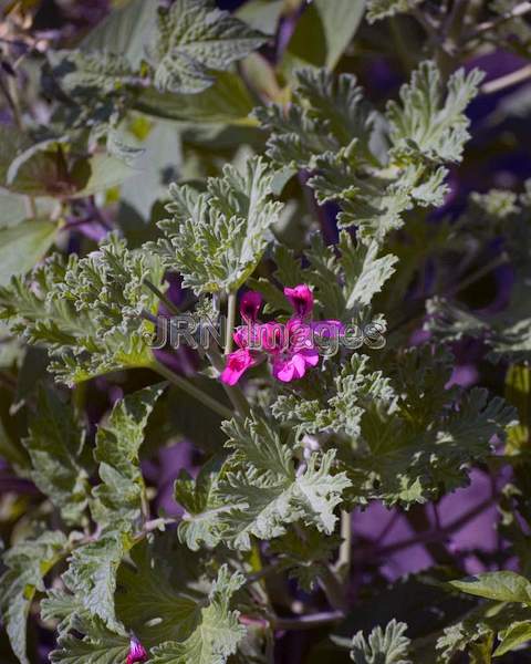 Rose-Scented Geranium