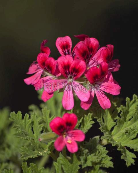 Rose-Scented Geranium