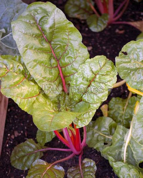 Swiss Chard