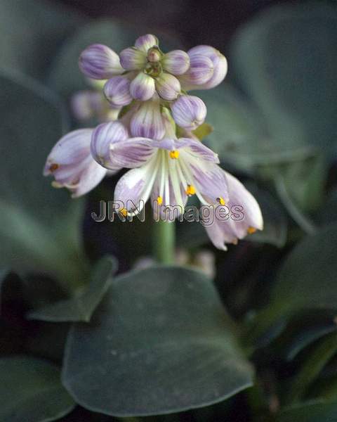 Hosta