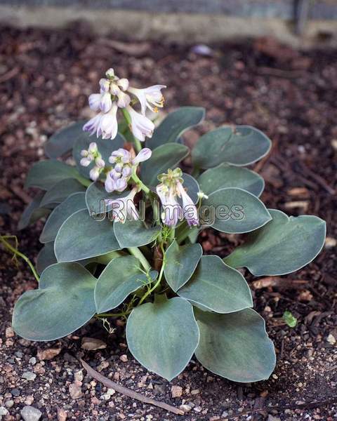 Hosta