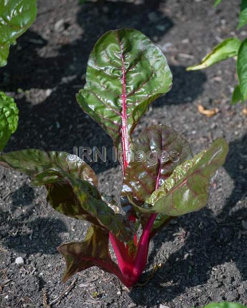 Swiss Chard