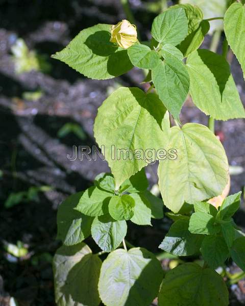 Hibiscus