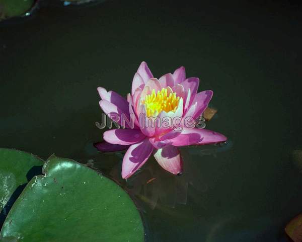 Waterlily