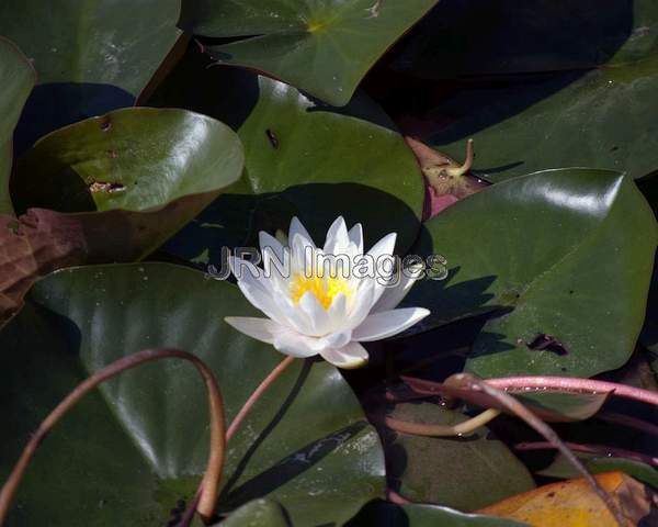 Waterlily