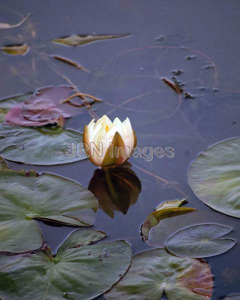 Sacred Lotus