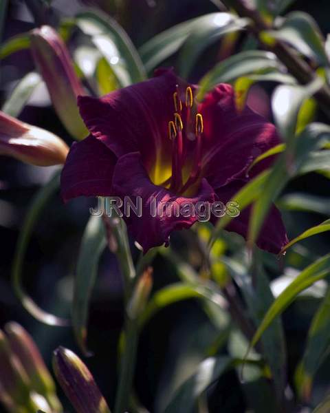 Daylily