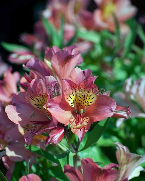 Peruvian Lily