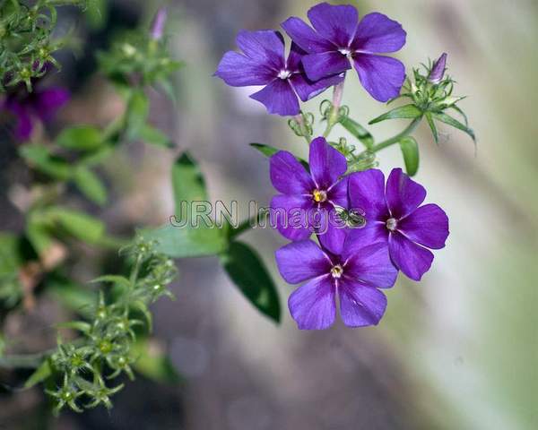 Annual Phlox