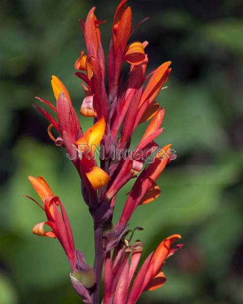 Canna Lily