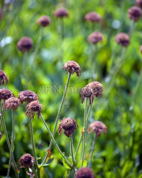 Erigeron