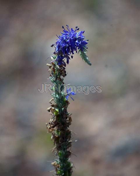 Woolly Speedwell