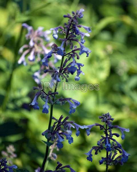 Blue Sage