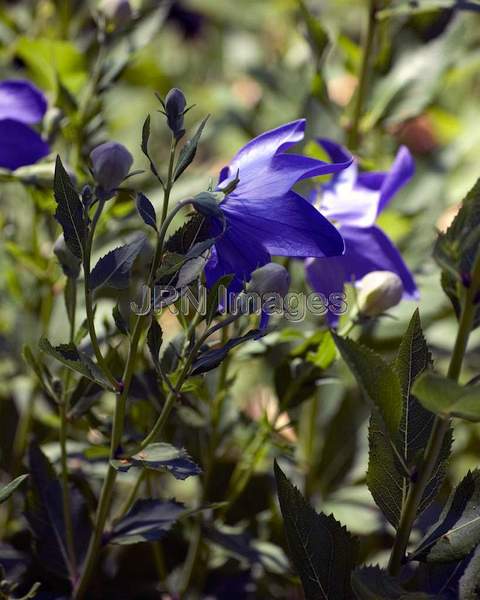 Marie's Balloonflower