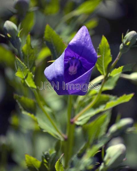 Marie's Balloonflower