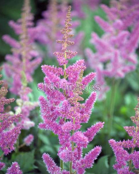 Astilbe