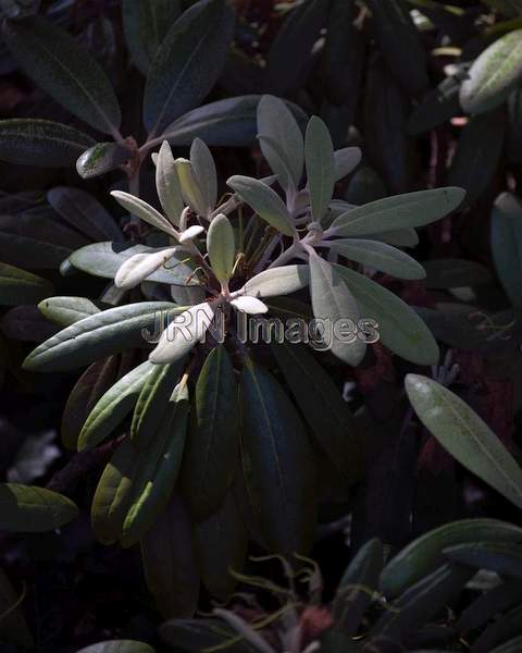 Rhododendron