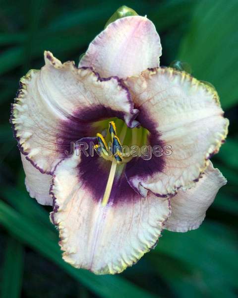 Daylily