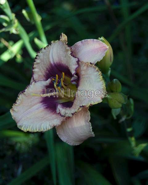 Daylily