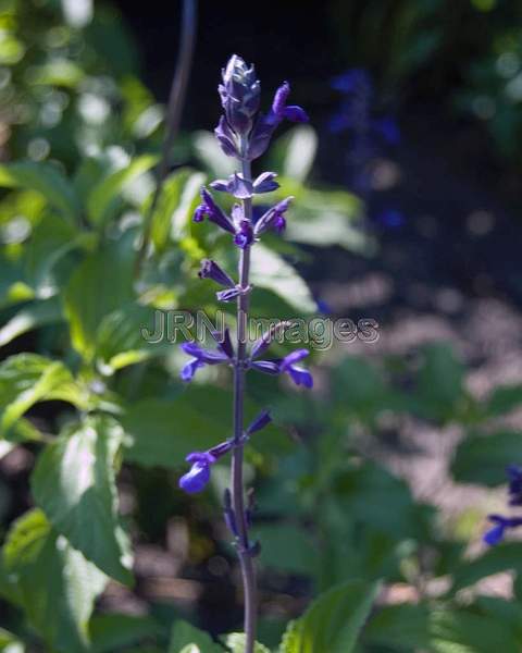 Salvia Indigo