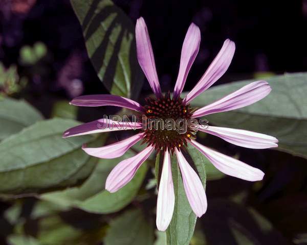 Echinacea