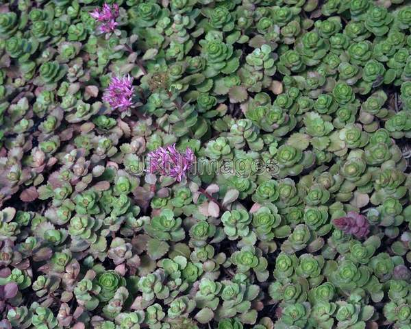 Sedum