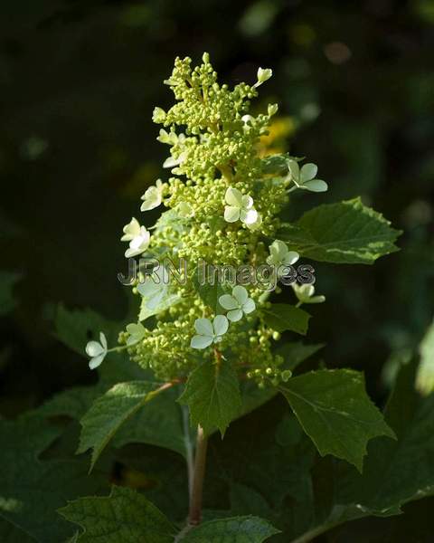 Hydrangea