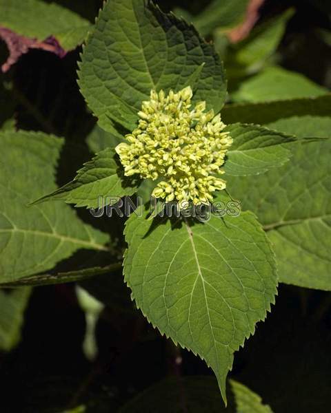 Hydrangea