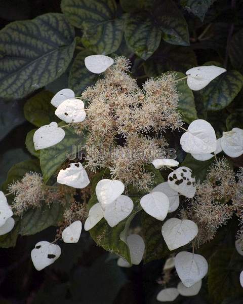 Hydrangea