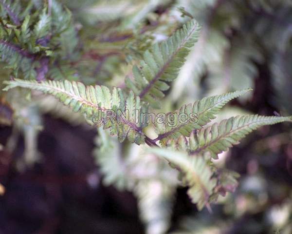 Fern