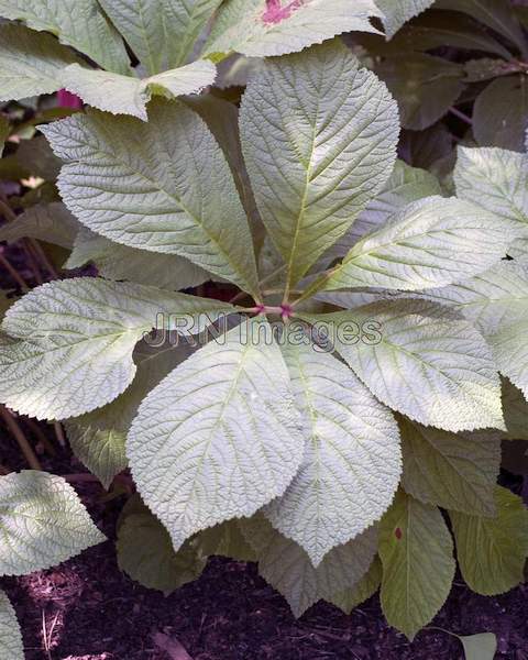 Rodgersia