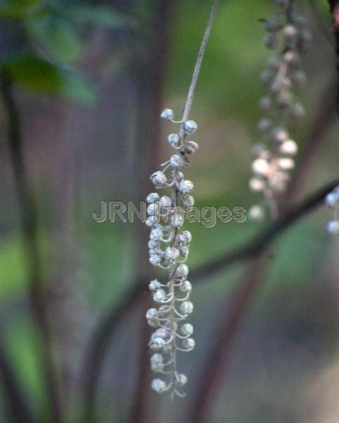 Clethra alnifolia