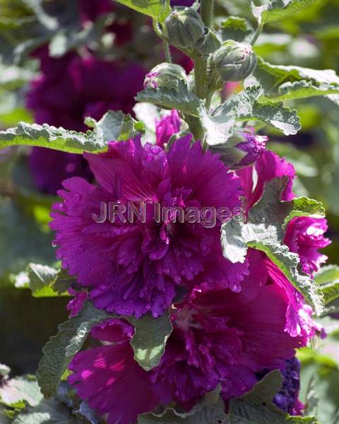 Hollyhock