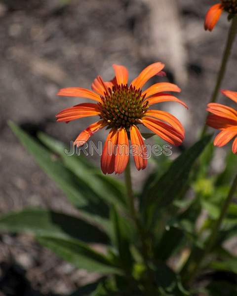 Echinacea