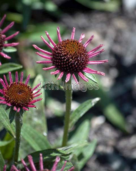 Echinacea