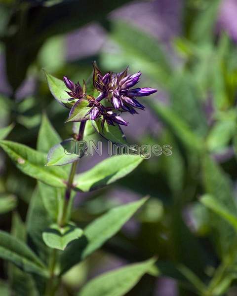 Phlox