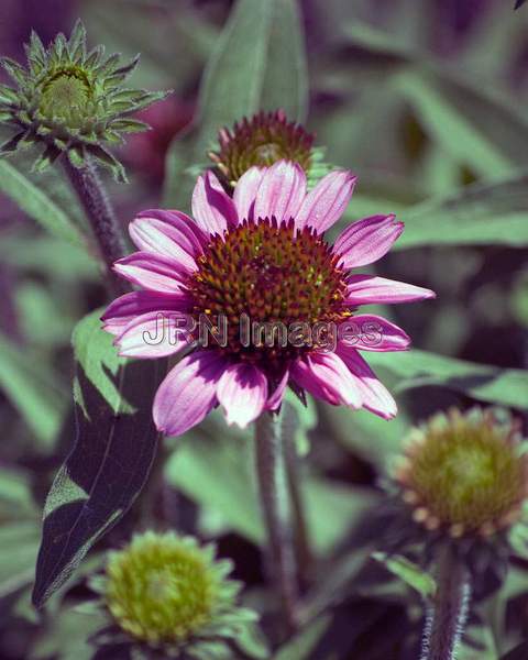 Echinacea