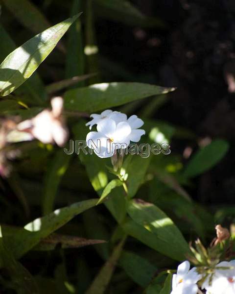 Phlox