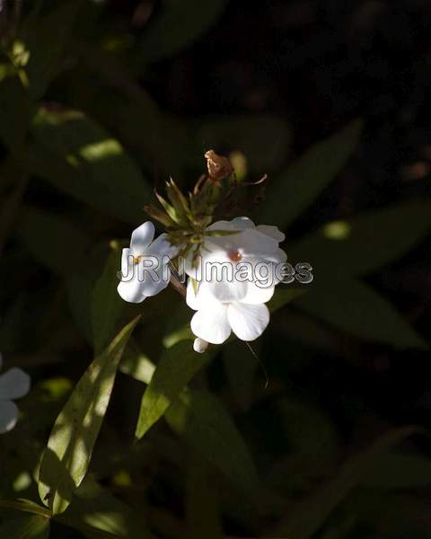 Phlox