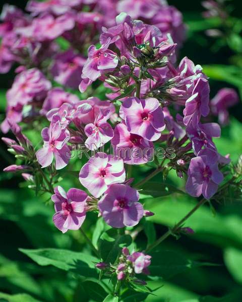 Phlox