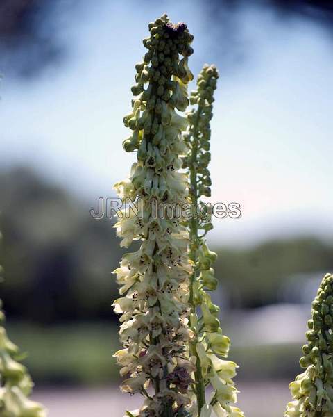 Aconitum