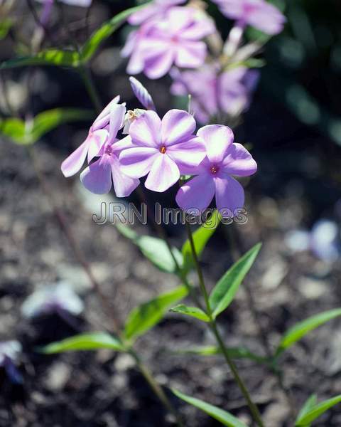 Phlox