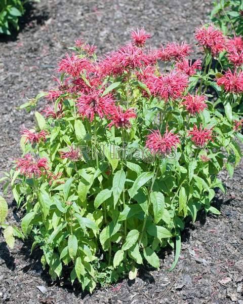 Monarda